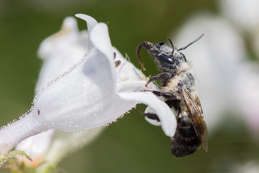 Bellefield Garden Talk Series: "Wild Pollinators: Diversity, Natural History, and Conservation"