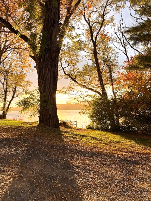 Forest Bathing at Clermont State Historic Site with Terra Trek NY