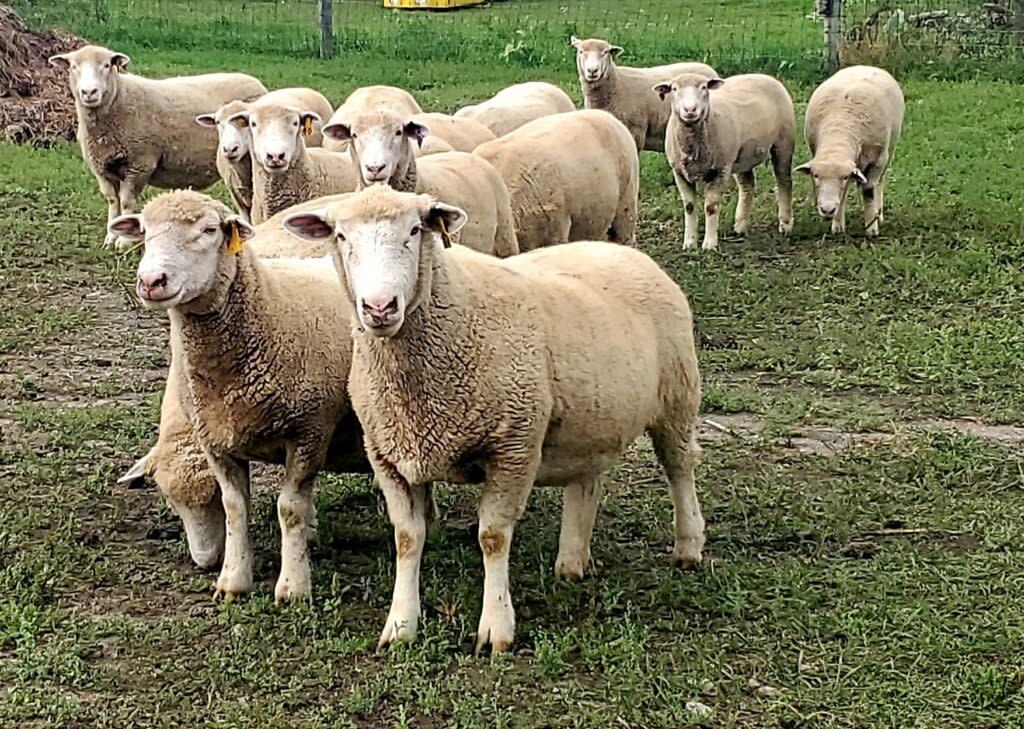 Chancellor's Sheep and Wool Showcase at Clermont State Historic Site