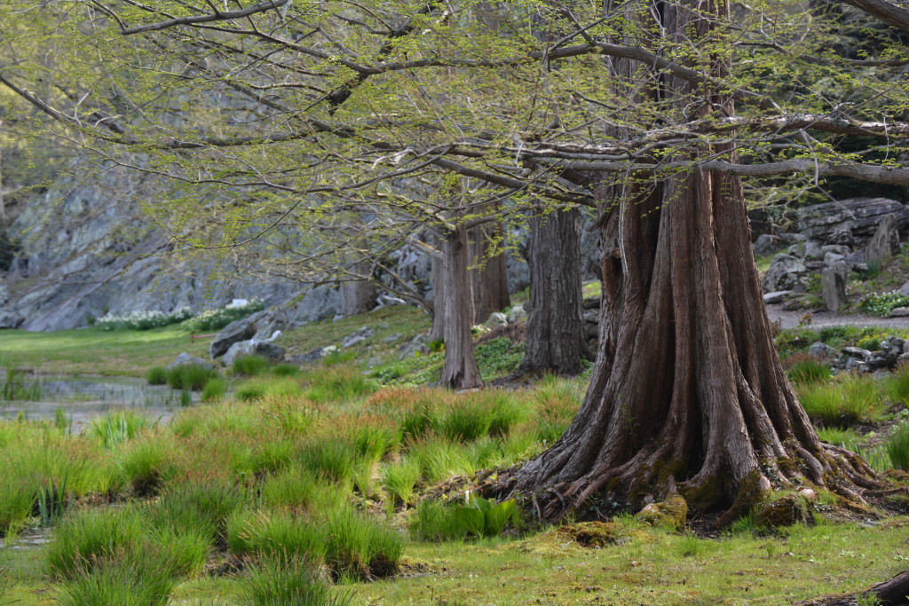 Looking at Nature: Great Trees of Innisfree Garden