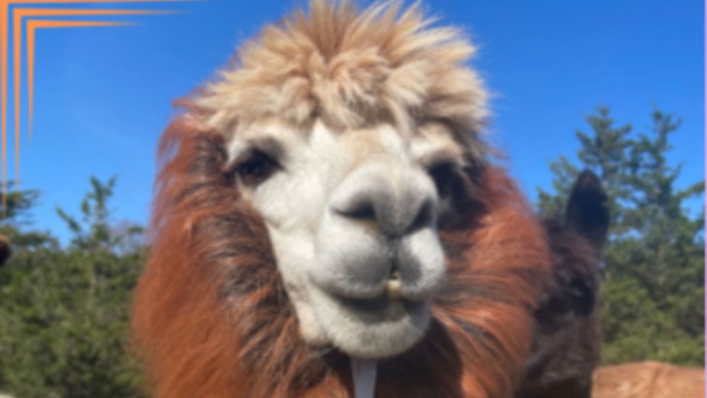 A Very Fluffy Halloween at Lilymoore Alpaca Farm