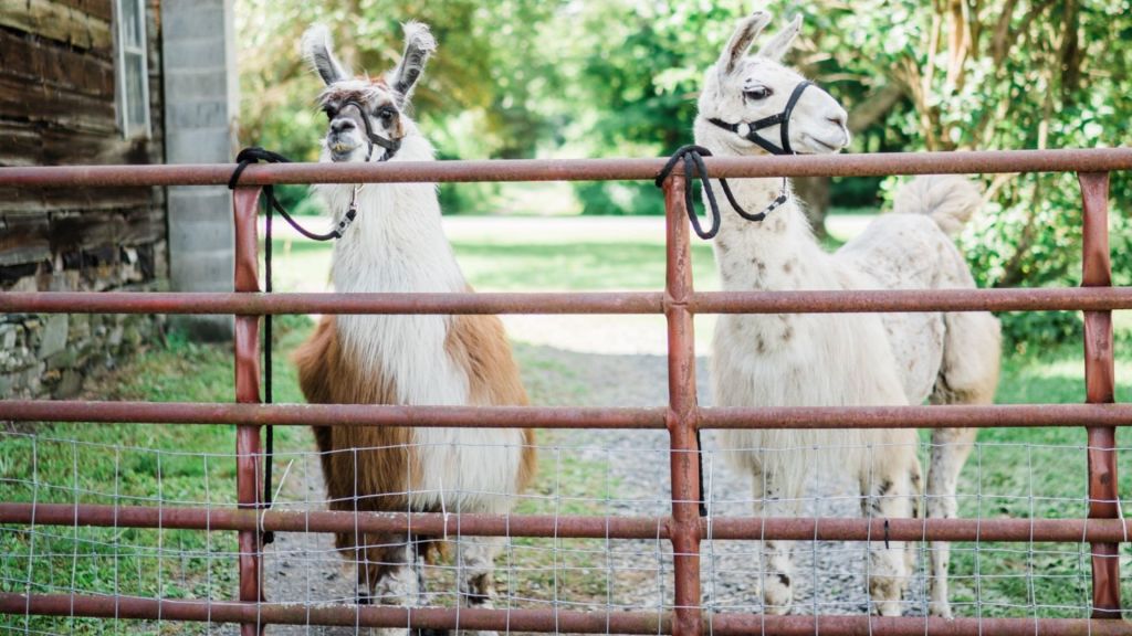 Farm Sampler Experience at Clover Brooke Farm