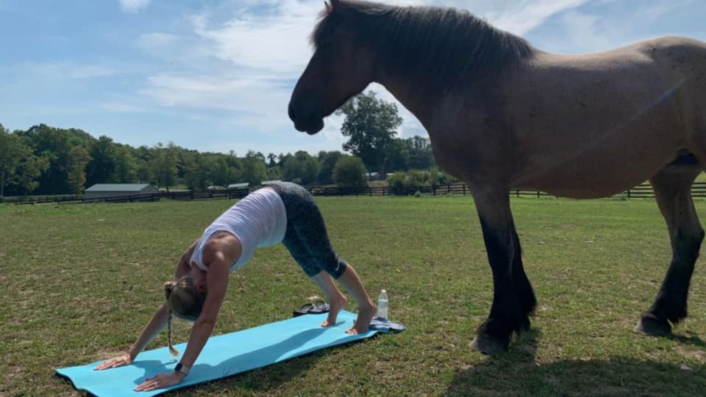 Why Yoga with Horses? Is It Just Another Gimmick? — Kindred Spirits  Wellness Academy