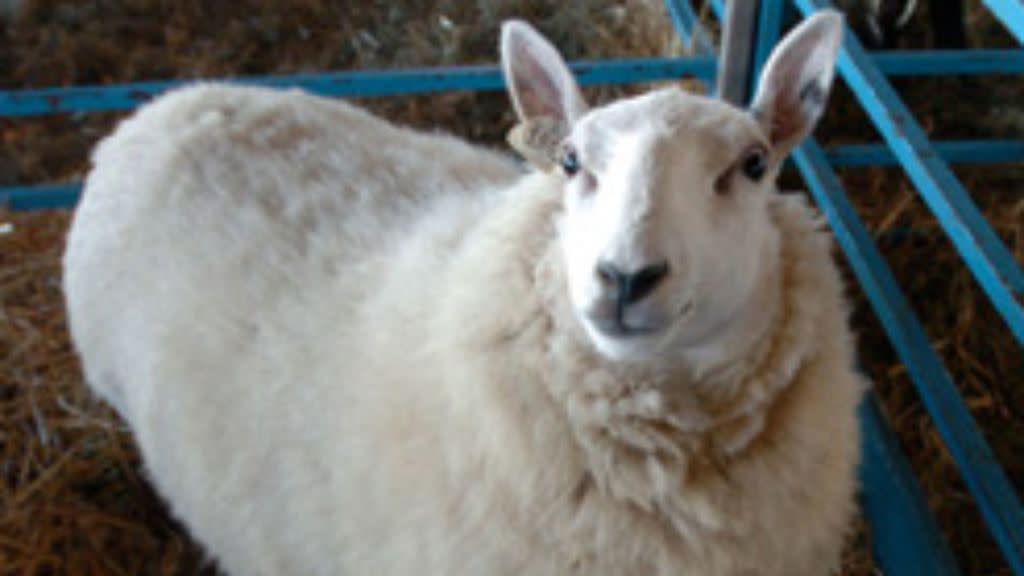 Dutchess County Sheep and Wool Growers Association Fall Farm Tour