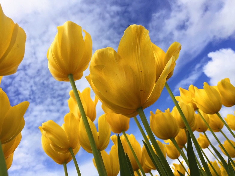 Easter Brunch Buffet at Tomas Tapas Bar & Restaurant
