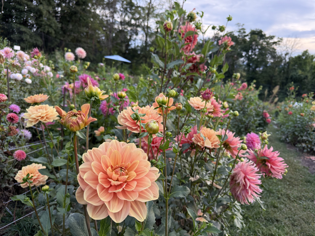 Beatrix Farrand Garden Talks Series: "Dahlias: Cultivation, Care and a Remarkable Hudson Valley Legacy"