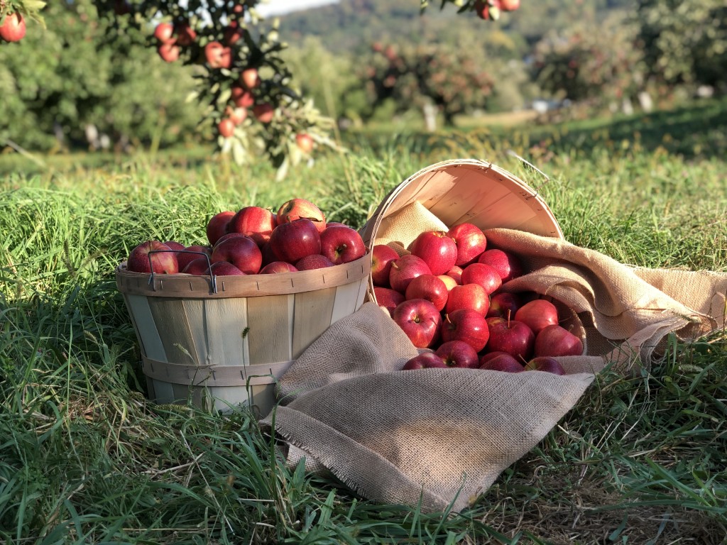 Fall Harvest Festivals at Fishkill Farms