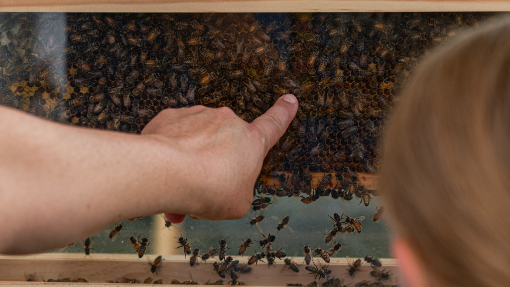Wild Edible Walk & Honeybee Talk at Harlem Valley Homestead