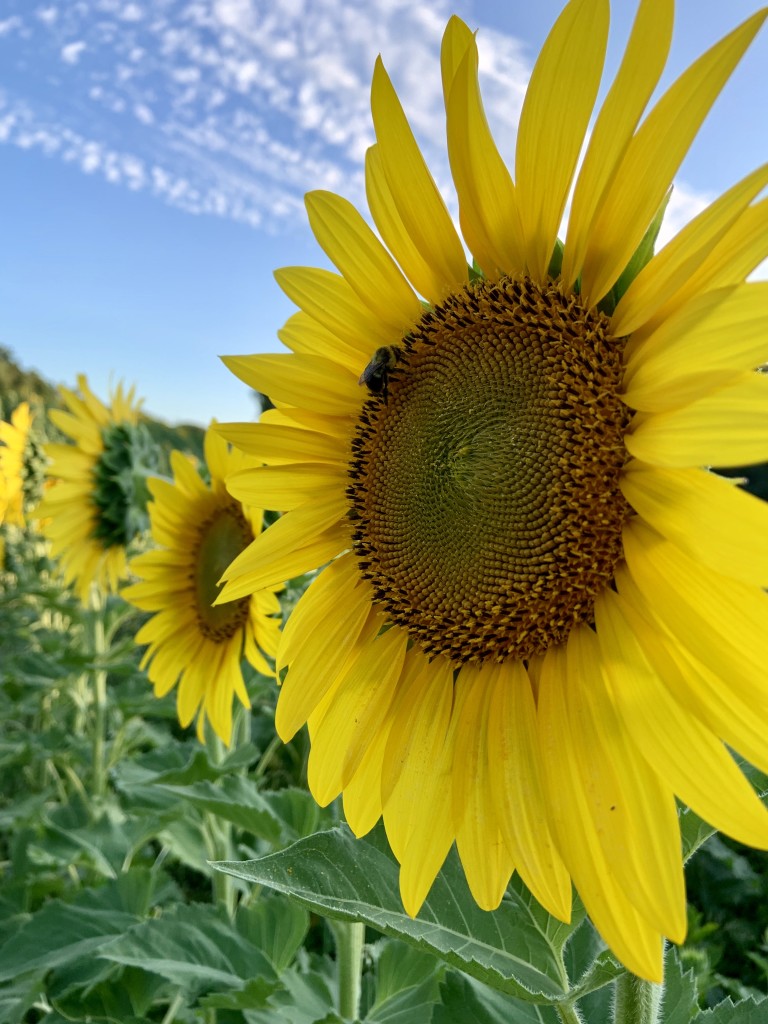 Sunflower Season Opens at Hudson Valley Cold Pressed Oils