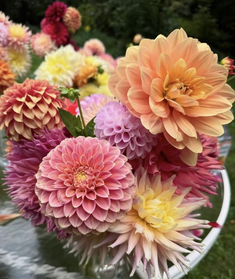 The Wappinger Dahlia Show at Mesier Homestead and Museum