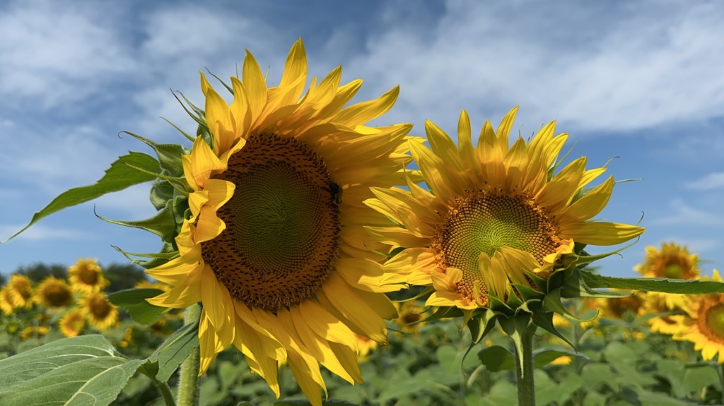 Sunflower Picking and Live Music at Hudson Valley Cold Pressed Oils