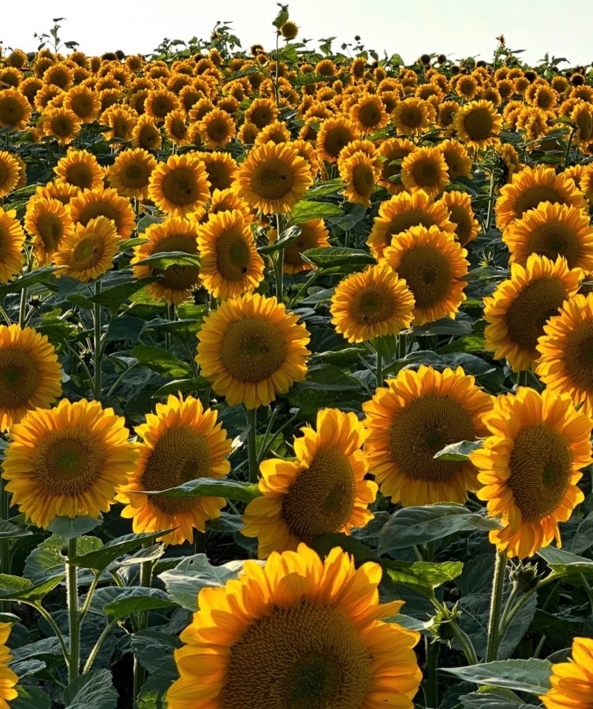 Eighth-Annual Sunflower Festival at Barton Orchards