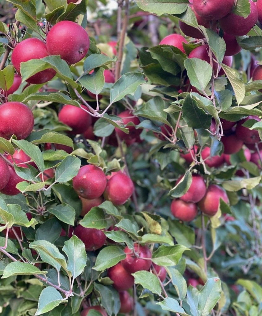 Hudson Valley Apple Festival at Barton Orchards