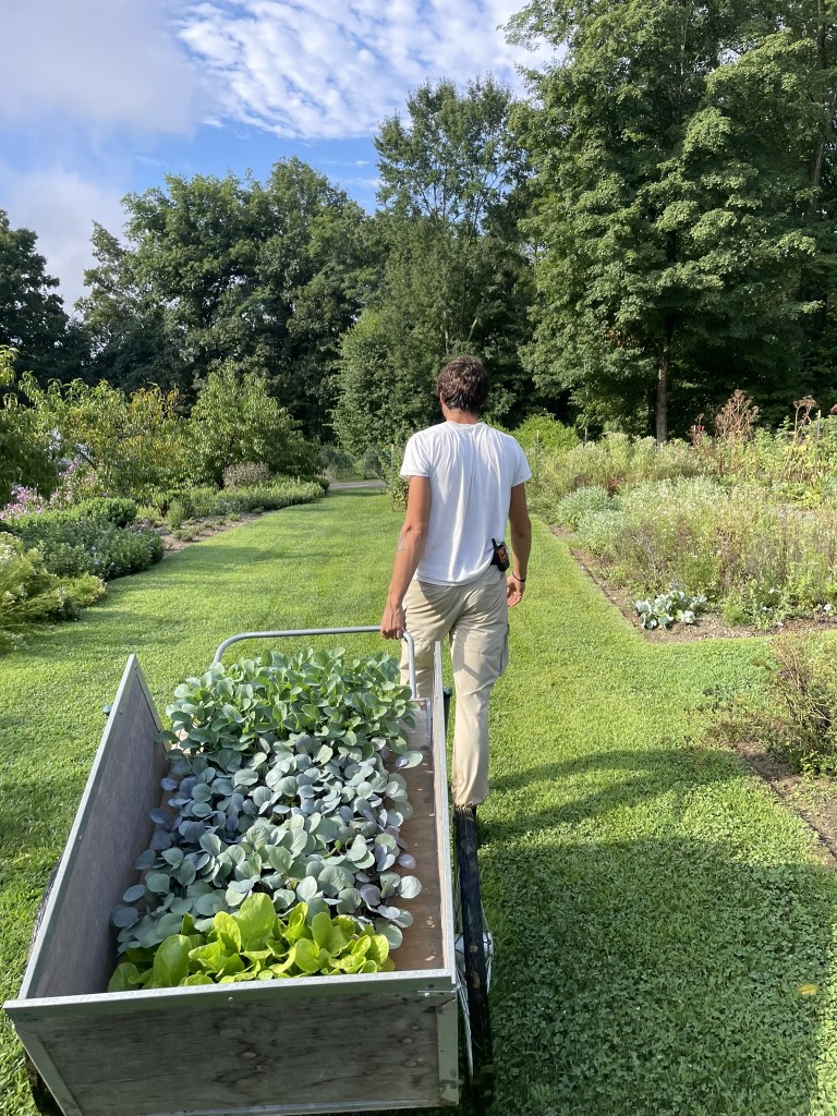 Garden Matters: Talks Walks and Workshops on Native Plants and Eco-Friendly Gardening at Millbrook Library