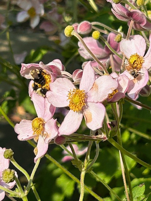 Annual Beatrix Farrand Garden Bioblitz at Bellefield