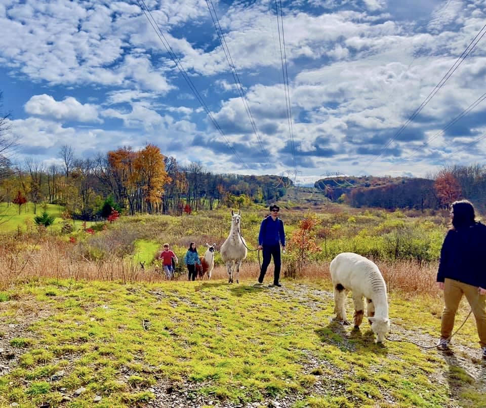 Llama and Alpaca Hikes at Clover Brooke Farm