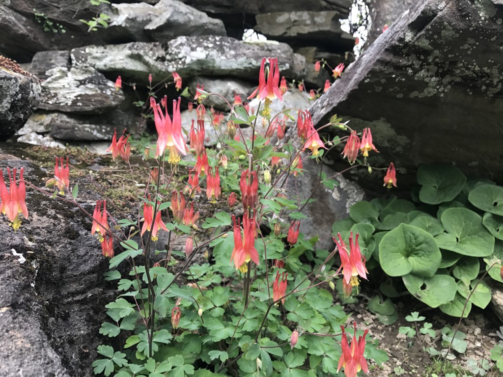 A Spring Flowering Plants Walk at Innisfree Garden with Brad Roeller