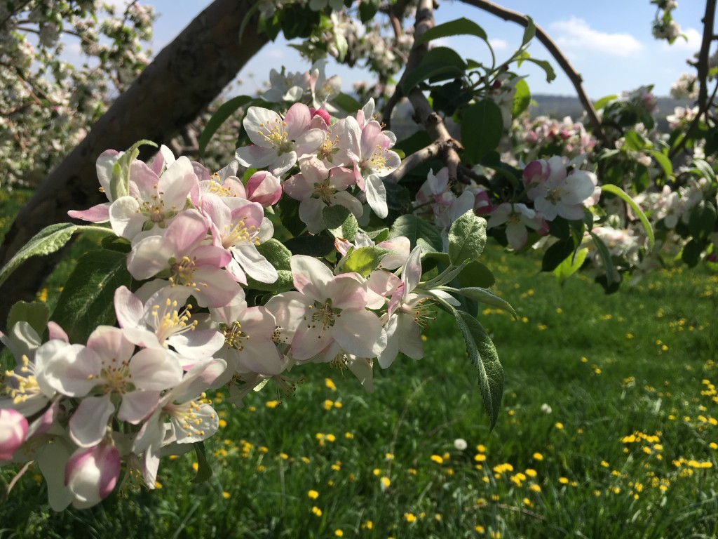 Apple Blossom Festival & Vendor Market at Fishkill Farms