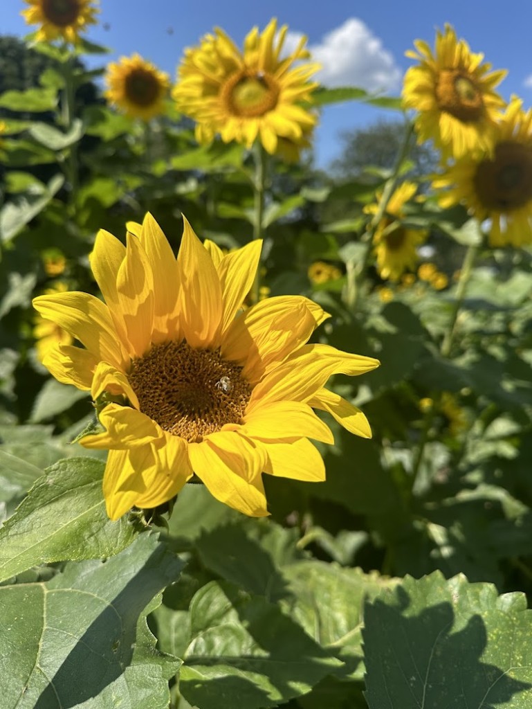Sunflower Picking and Live Music at Hudson Valley Cold Pressed Oils