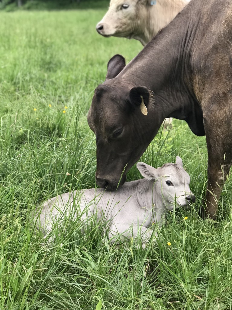 Mother's Day with the Cows at Harlem Valley Homestead