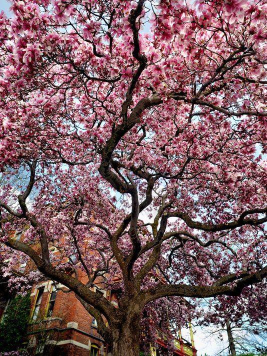 2026 Annual Magnolia Party Brunch at Cunneen-Hackett Arts Center