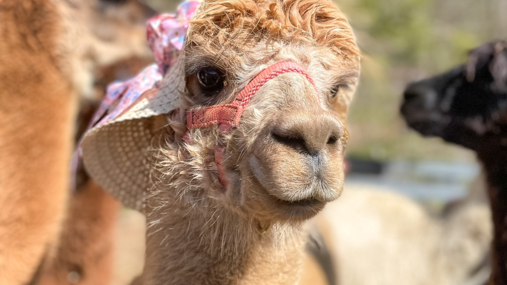 Alpaca and Llama Farm Near NYC (@lilymoorefarm) • Instagram photos and  videos