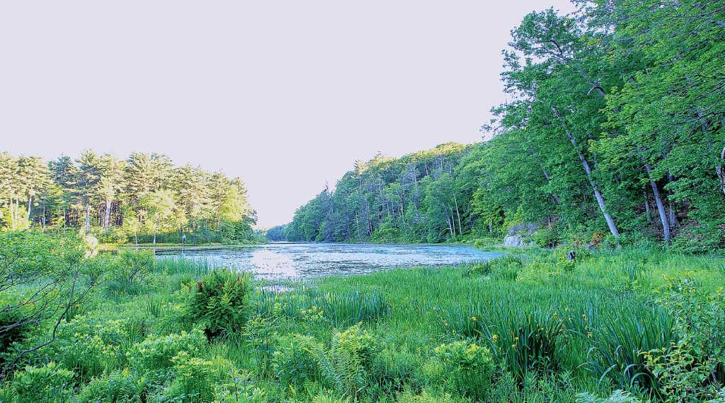 Seeing with Intent: An Early Morning Walk of Discovery at Innisfree Garden