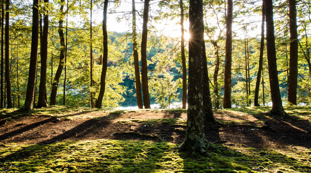 Garden Wellness: Forest Bathing with Fru Molnar at Innisfree Garden