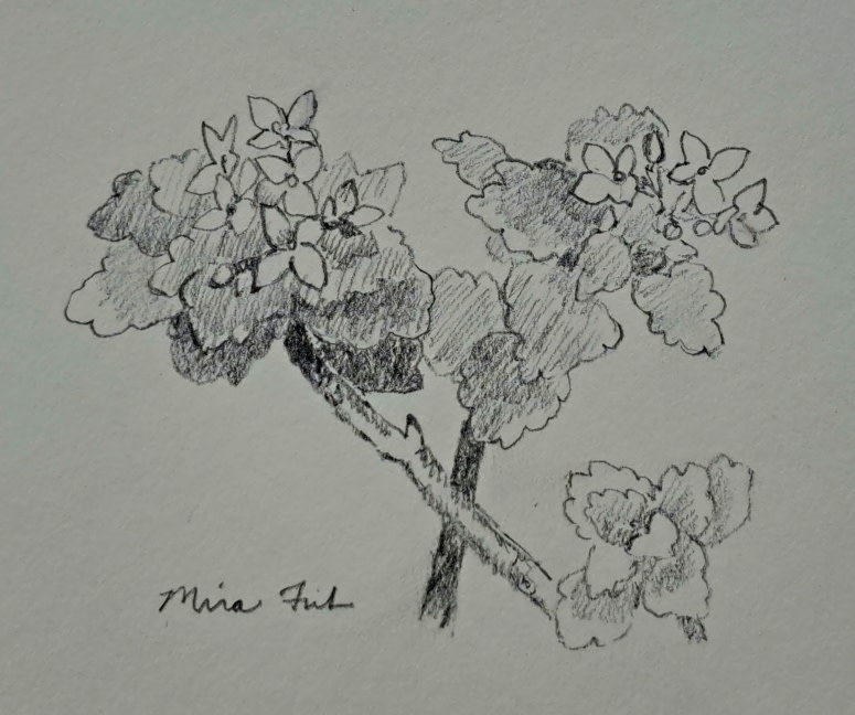 "Drawing from the Garden" Hands-On Workshop with Mira Fink at the Beatrix Farrand Garden at Bellefield