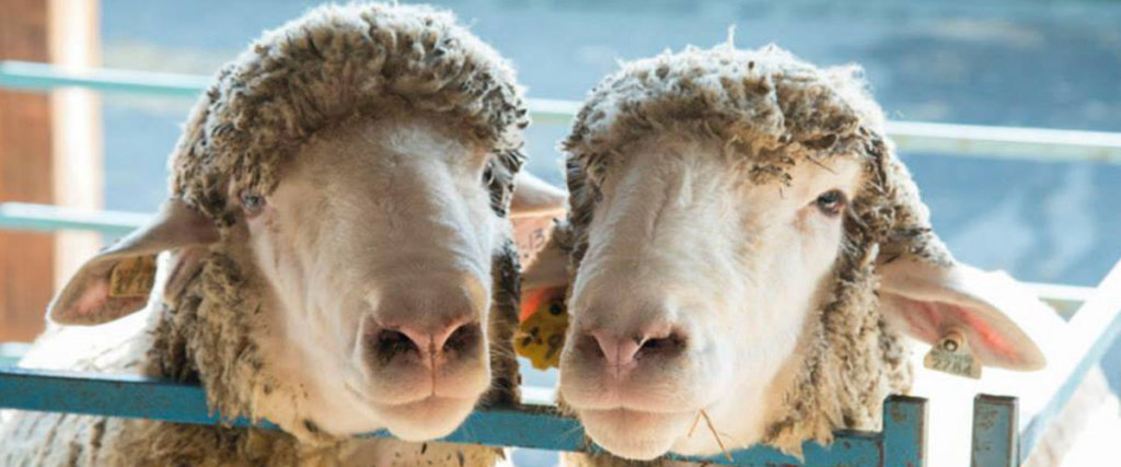Cancelled: NYS Sheep and Wool Family Festival in Rhinebeck