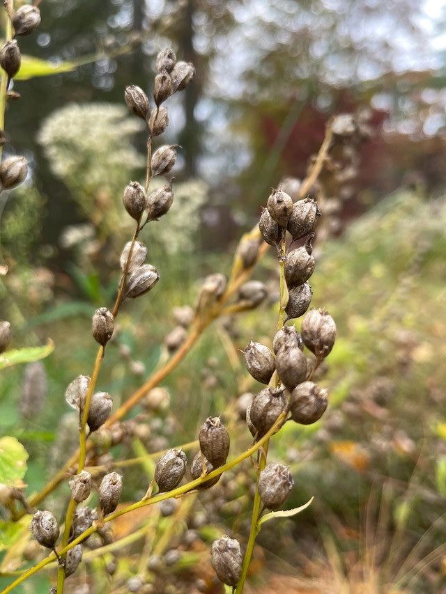 Beatrix Farrand Garden Talks Series at Bellefield: "Re-Thinking Fall Clean-Up" with Ashley Gamell