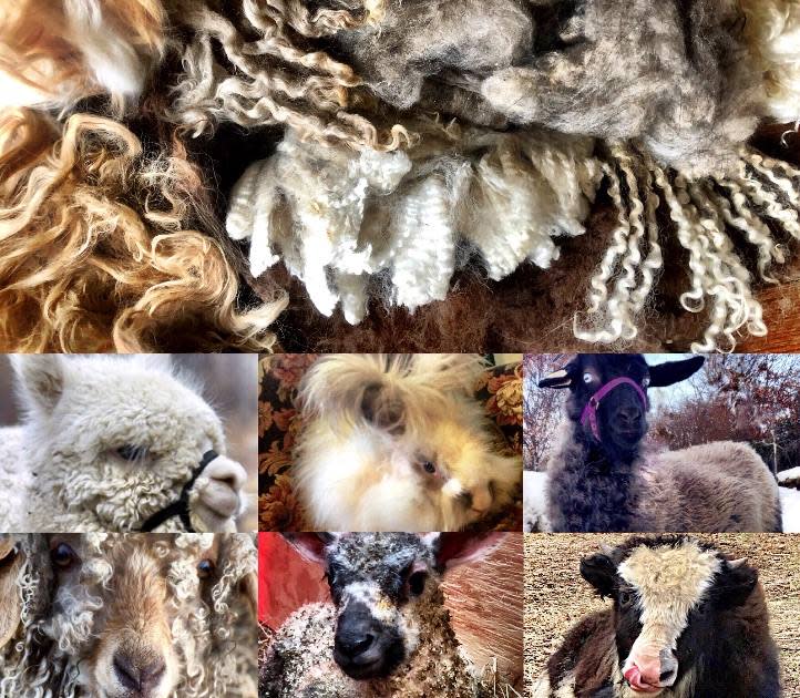 NYS Sheep & Wool Family Festival