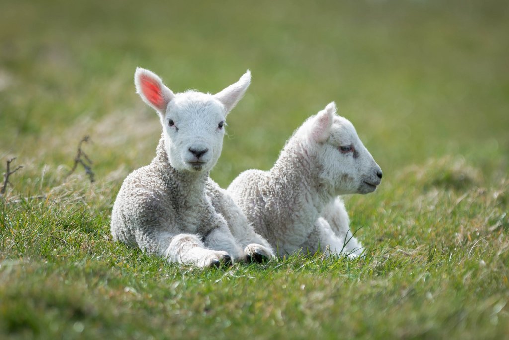 Cancelled: The Chancellors Sheep & Wool Showcase 2020 at Clermont State Historic Site
