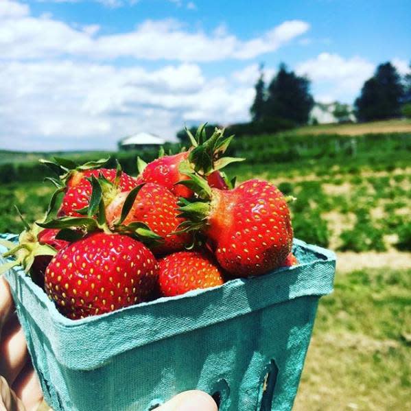 Strawberry Jammin
