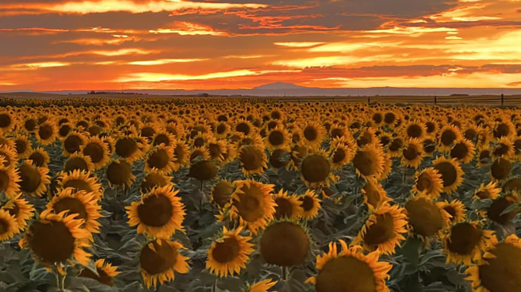 Art Exhibit at Foxtrot Farm and Flowers: "Sunflower Variations: This is Ukraine"