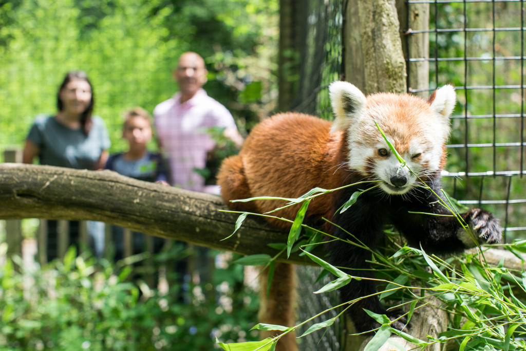 Animals After Hours at the Trevor-Lovejoy Zoo