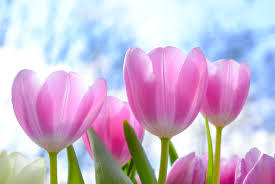 Poughkeepsie Plaza Spring Extravaganza