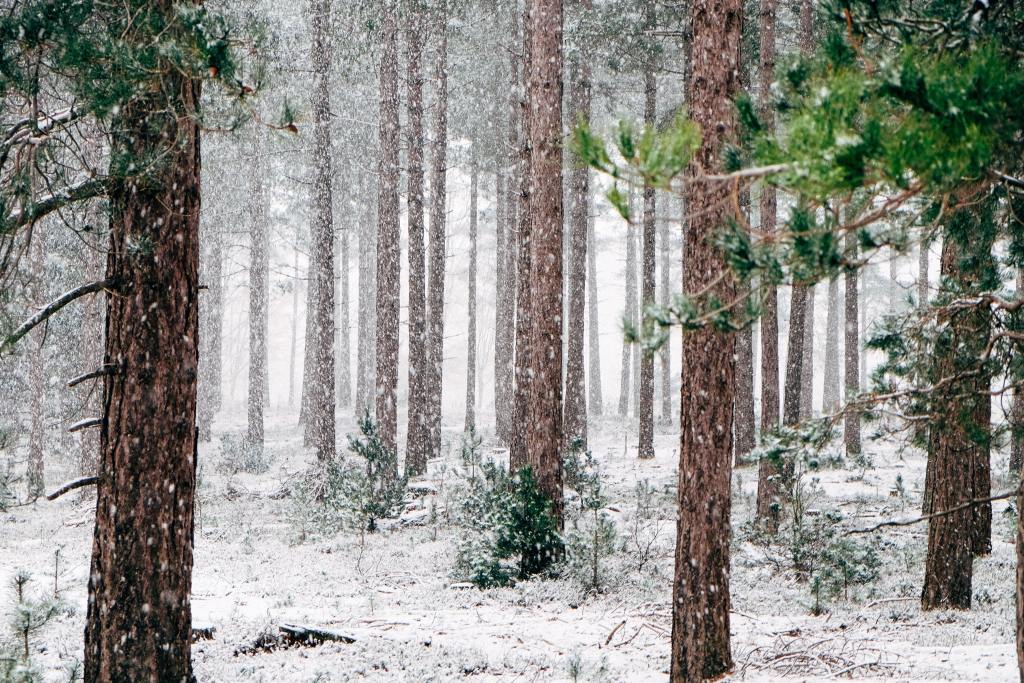 VIRTUAL Presentation: Nature in Winter by the Howland Public Library