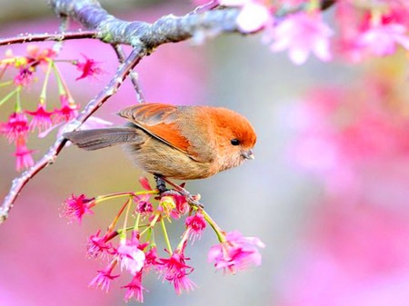 Spring Bird Walk with the Alan Devoe Bird Club at Clermont State Historic Site