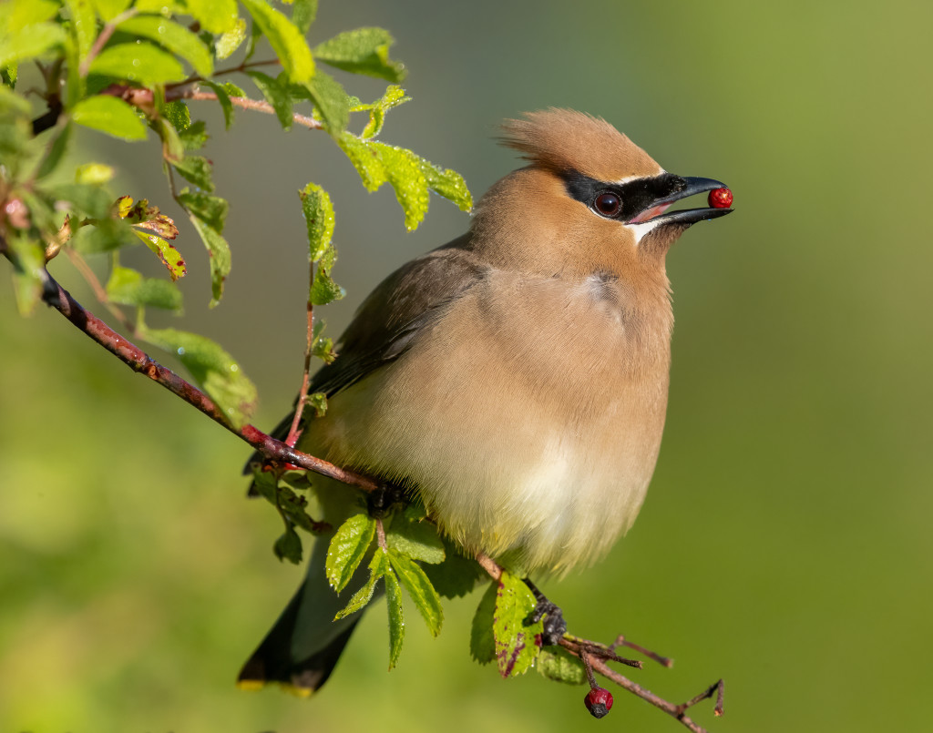 A Spring Birding Walk at Innisfree Garden with Loren Merrill