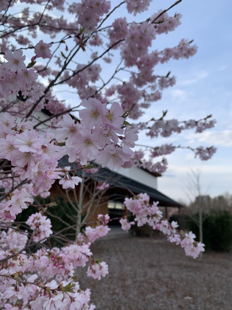 Cherry Blossom Festival (Sakura Matsuri) at Dassai Blue Sake Brewery