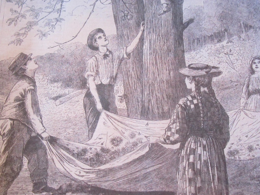 Harvesting History Family Workshop Series: Victorian Nutting Party at Clermont State Historic Site