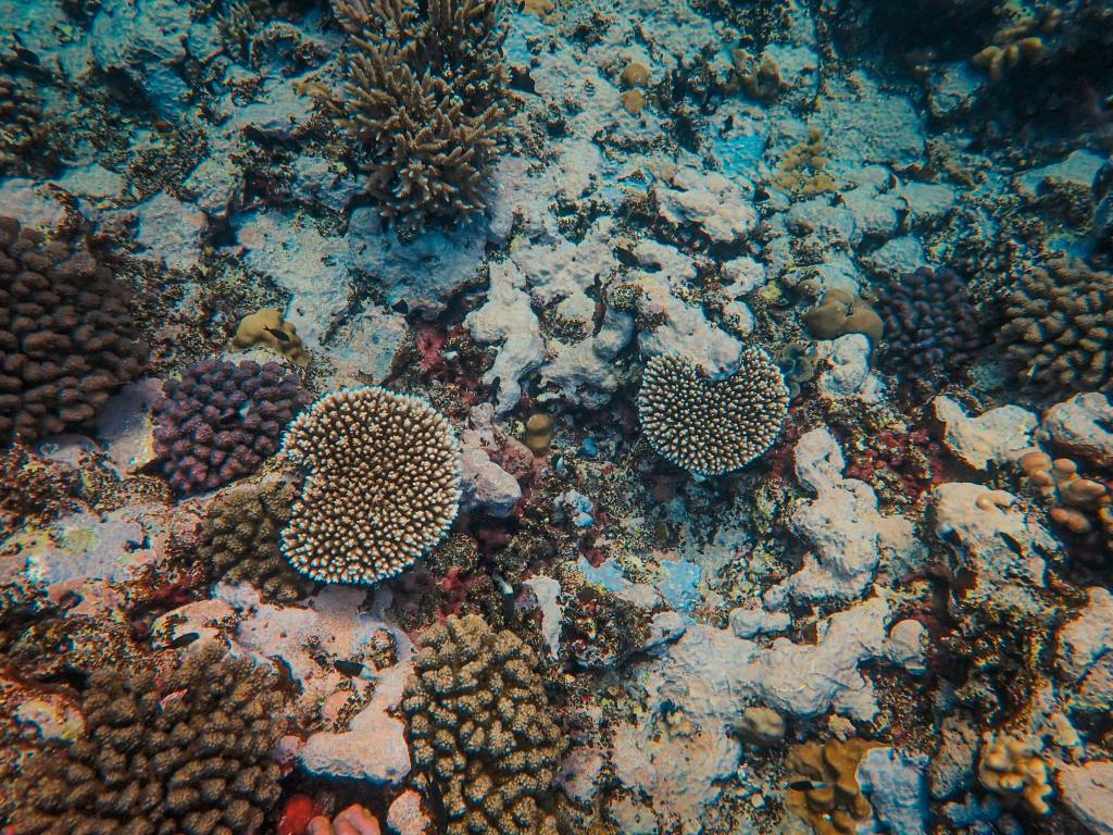 Planetarium Show: "Expedition Reef" at the Mid-Hudson Discovery Museum