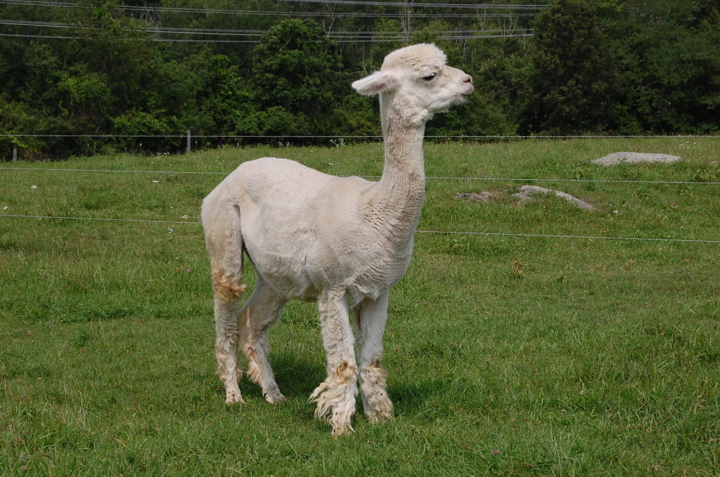 Dutchess County Sheep & Wool Growers Association Spring Farm Tour