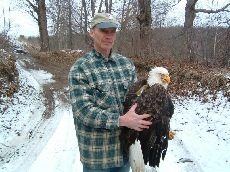 A Bald Eagle Walk & Talk at Innisfree Garden with Pete Nye