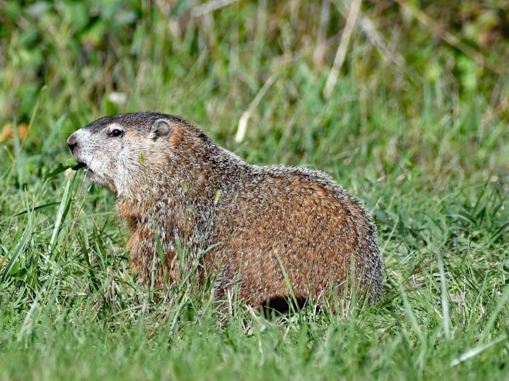 Groundhog Day Celebration at the Mid-Hudson Discovery Museum