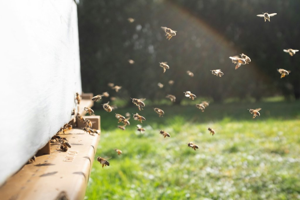 "Tiny Garden Wonders: The Insects" with Horticulturist Ashley Gamell at the Beatrix Farrand Garden at Bellefield