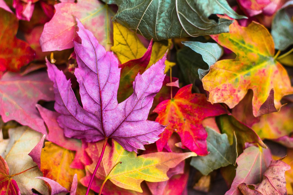 Celebrate Fall with Leaf Art at the Mid-Hudson Discovery Museum