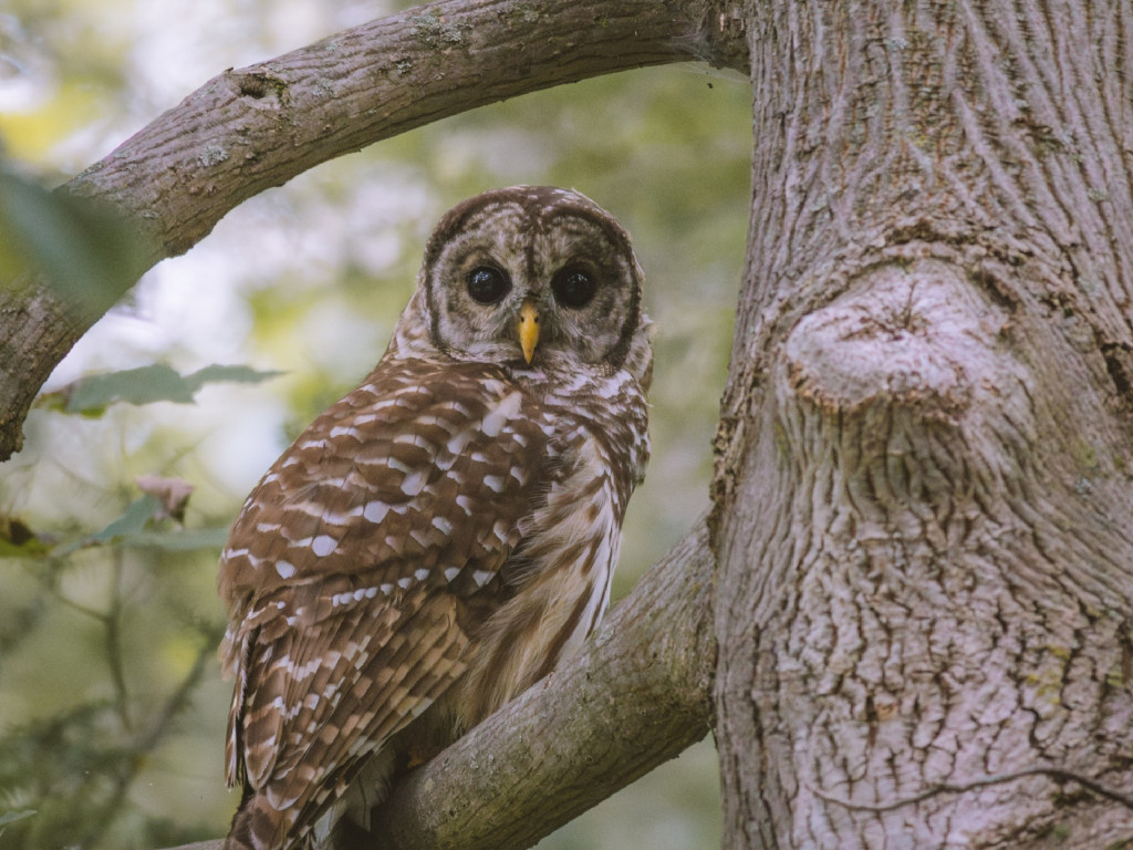An Early Summer Breeding Bird Survey with Kyle Bardwell at Innisfree Garden