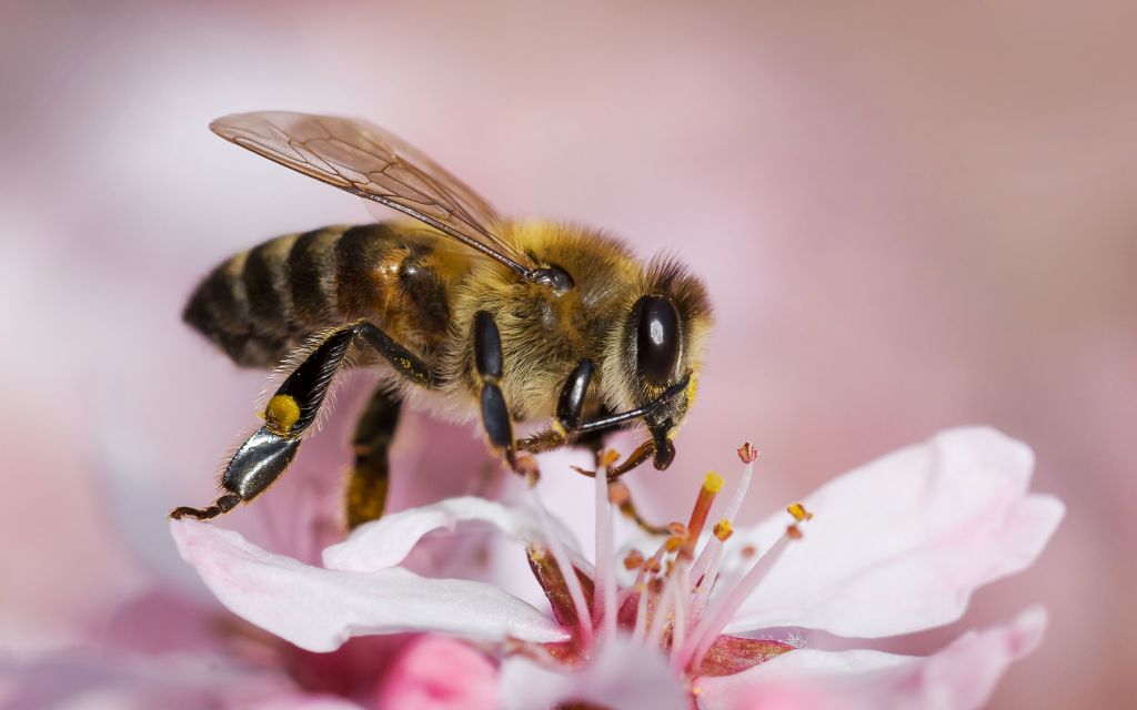 "Bee Amazed!" - An Up-Close Adventure with Honeybees at the Mid-Hudson Discovery Museum